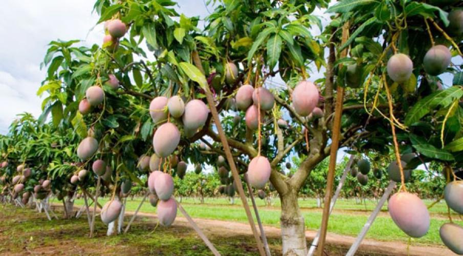 Filière mangue en Côte d’Ivoire : 3,5 milliards FCFA mobilisés pour relancer les exportations vers l’Europe
